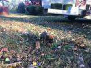 Bullmastiff Puppy for sale in Mc Ewen, TN, USA