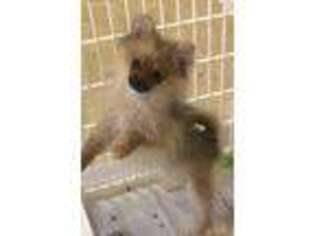 Pomeranian Puppy for sale in Northport, AL, USA