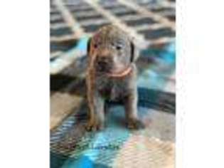 Labrador Retriever Puppy for sale in Loxley, AL, USA