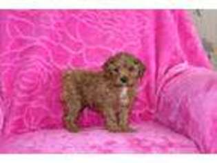 Cavapoo Puppy for sale in Georgetown, OH, USA