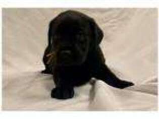 Labrador Retriever Puppy for sale in Unknown, , USA