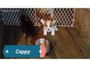 Pembroke Welsh Corgi Puppy for sale in Bixby, OK, USA