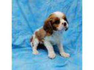 Cavalier King Charles Spaniel Puppy for sale in Edinburg, TX, USA