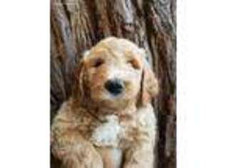 Goldendoodle Puppy for sale in Santa Cruz, CA, USA