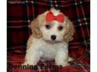 Cavachon Puppy for sale in Houghton, IA, USA