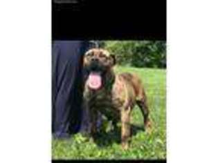 Boerboel Puppy for sale in Sidney, NY, USA