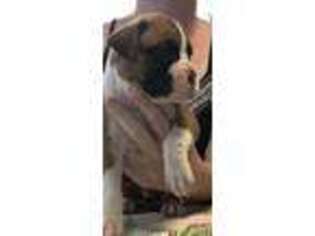 Boxer Puppy for sale in Leavenworth, KS, USA