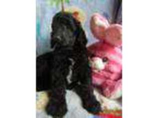 Mutt Puppy for sale in Berryville, VA, USA