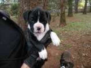Boxer Puppy for sale in Corvallis, OR, USA