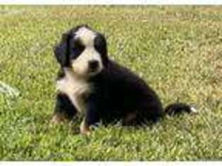 Bernese Mountain Dog Puppy for sale in Clarita, OK, USA