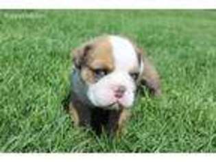 Bulldog Puppy for sale in Broken Bow, NE, USA