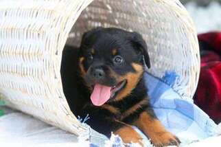 Rottweiler Puppy for sale in Milford, OH, USA