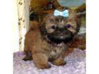 Mutt Puppy for sale in GILROY, CA, USA