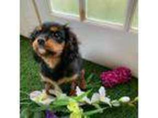 Cavalier King Charles Spaniel Puppy for sale in Las Vegas, NV, USA