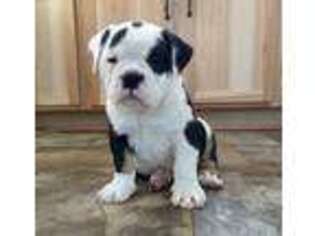 Olde English Bulldogge Puppy for sale in Montevideo, MN, USA