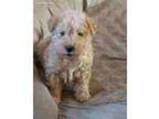 Lakeland Terrier Puppy for sale in Sparta, NC, USA