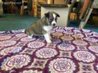 Shetland Sheepdog Puppy for sale in Wilburton, OK, USA