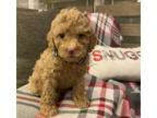 Goldendoodle Puppy for sale in Russell, MN, USA