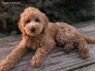 Goldendoodle Puppy for sale in Eldridge, IA, USA