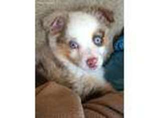 Miniature Australian Shepherd Puppy for sale in Alden, IA, USA