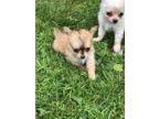 Chihuahua Puppy for sale in Lacona, NY, USA