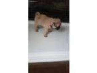 Pug Puppy for sale in Perris, CA, USA