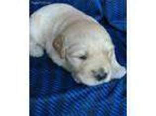 Golden Retriever Puppy for sale in Boyne Falls, MI, USA