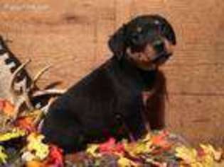 Rottweiler Puppy for sale in Carthage, MO, USA