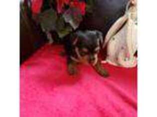 Yorkshire Terrier Puppy for sale in Benson, AZ, USA