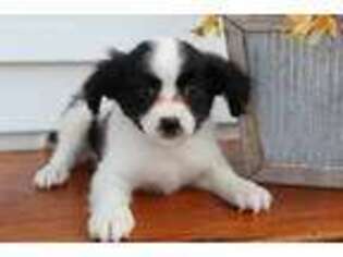 Papillon Puppy for sale in Rochester, IN, USA