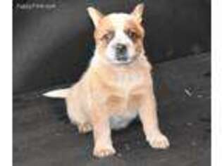 Australian Cattle Dog Puppy for sale in North Vernon, IN, USA