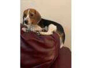 Beagle Puppy for sale in Arlington, VA, USA