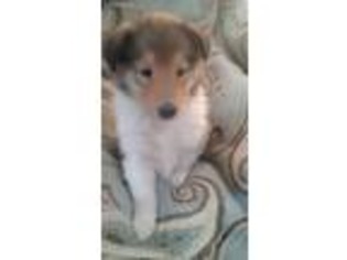 Collie Puppy for sale in Hammond, IL, USA