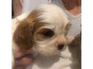 Cavalier King Charles Spaniel Puppy for sale in Clovis, CA, USA