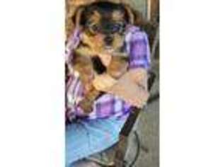 Yorkshire Terrier Puppy for sale in Bridgewater, VA, USA
