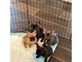 French Bulldog Puppy for sale in Lemoore, CA, USA