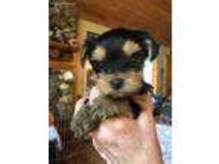 Yorkshire Terrier Puppy for sale in Elizabeth, CO, USA