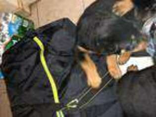 Rottweiler Puppy for sale in WATERBURY, CT, USA