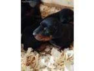 Doberman Pinscher Puppy for sale in Plymouth, IN, USA