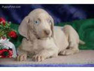 Weimaraner Puppy for sale in Morgantown, PA, USA