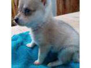 Alaskan Klee Kai Puppy for sale in Antonito, CO, USA