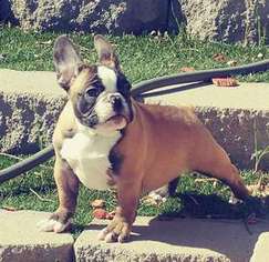 French Bulldog Puppy for sale in EL CAJON, CA, USA