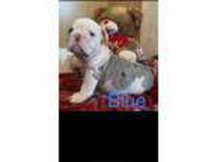 Bulldog Puppy for sale in Nashville, TN, USA