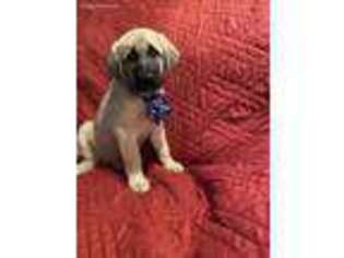 Anatolian Shepherd Puppy for sale in Galion, OH, USA