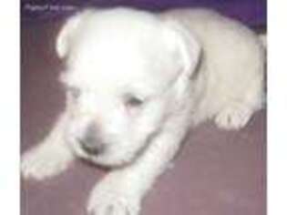 West Highland White Terrier Puppy for sale in Harrison, SD, USA