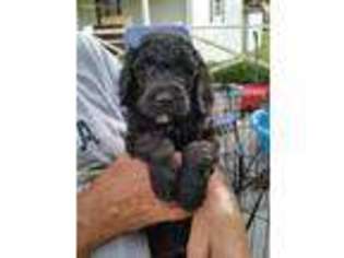 Mutt Puppy for sale in Quitman, TX, USA