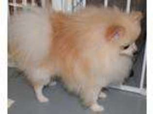 Pomeranian Puppy for sale in Dunnellon, FL, USA