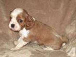 Cavalier King Charles Spaniel Puppy for sale in DURHAM, CA, USA