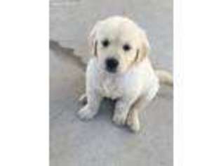 Golden Retriever Puppy for sale in Centerton, AR, USA