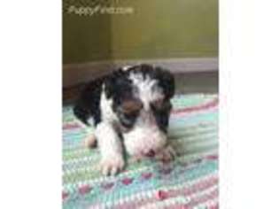 Mutt Puppy for sale in Barnesville, OH, USA